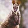 InsaneWallaby