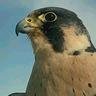 NZ_Falcon
