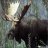 MOOSE LOVER